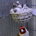 ���� Tipapite, �����-�������, 36 ��� - ��������� 7 ���� 2023