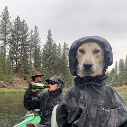 �����, ������, 42 ����