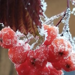 �������, ����-���, 68 ���