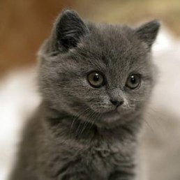 �������, ������, 62 ����