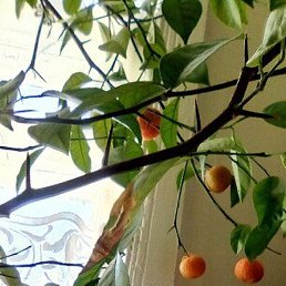 �������, ������, 48 ���