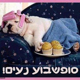 Prishelets Prishelets, , 61 