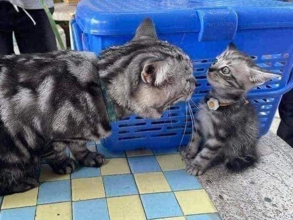        ?!         ...