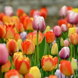 �������, ���������� �����, 46 ���