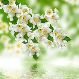 ����, ������������, 57 ���