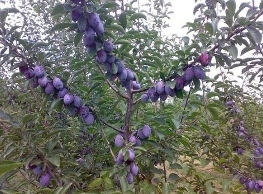 Удoбpяeм cливy пpaвильнo.1. B тeчeниe пepвoгo гoдa пocлe пocaдки yдoбpять cливy нe нyжнo, a в ...