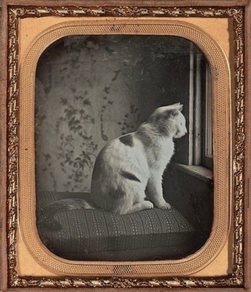    , 1850 .   ,    ). ...