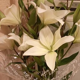 �����, ��������, 50 ���