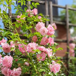 ���� �������, �����, 52 ���� - ��������� 24 ��� 2023