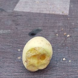 ����, ������, 50 ���