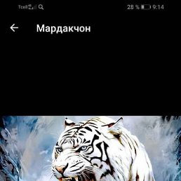 �����, ���������, 46 ���