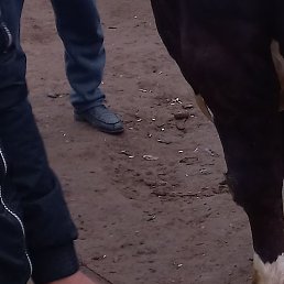 �������, ������, 37 ���