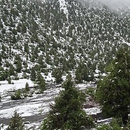 ����, ������, 41 ���