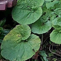 �����, �����, 33 ����