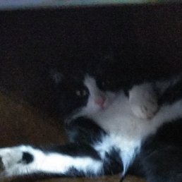 Slava, �����, 42 ����