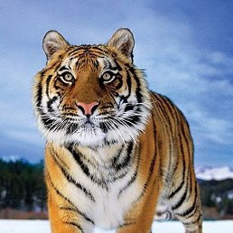 ������, �����-���������, 23 ����