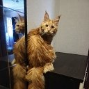 ���� ����, �������� - ��������� 5 ������� 2023 � ������ �Caesar Fluffy Way 3.5 months age�