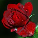 ���� Laylo, �������, 39 ��� - ��������� 21 ������� 2023