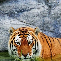 �����, ������ ��������, 35 ���