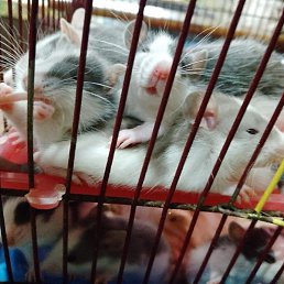 �����, ������, 52 ����