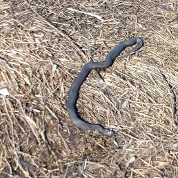 ������, ������, 38 ���