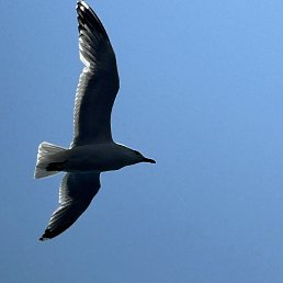 ���� �������, �����, 41 ��� - ��������� 28 ���� 2023