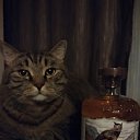 ���� ����, ����, 38 ��� - ��������� 1 �������� 2023 � ������ ���� ����������