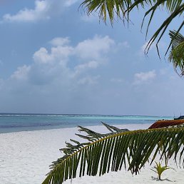 � ����, ������, 36 ���