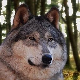 ���������, �������, 49 ���