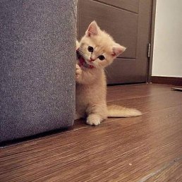 Zulema, ����, 22 ����