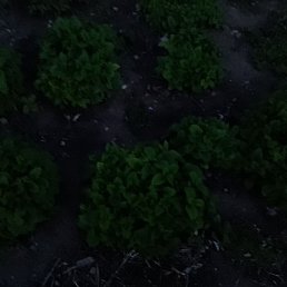 ������, ������, 48 ���