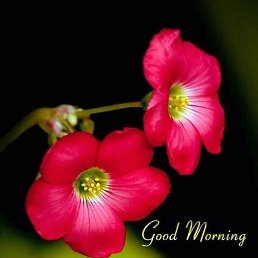 Saman, �������, 37 ���