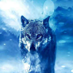 ����, ������, 62 ����