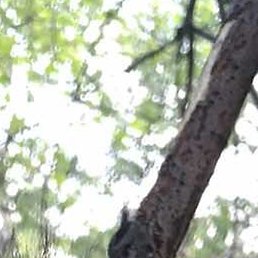 ����, ������������, 62 ����