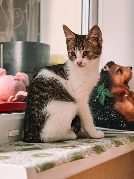 #вДобрыеРуки@40cats.МО, г. Старая КупавнаФлешка - замечательная кошечка, спасённая из пасти бродячих ... - 4
