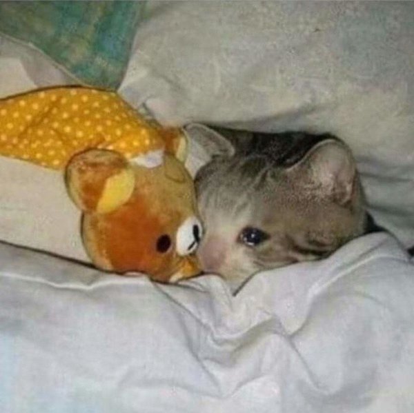 если я говорю