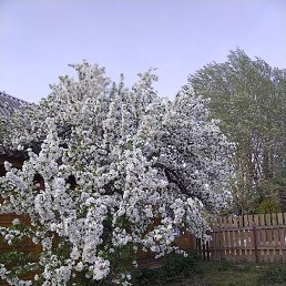 �������, �����-���������, 41 ���