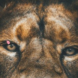 Serob, ������, 33 ����