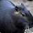 ���� Nigabara, ������� - ��������� 4 ������� 2023