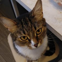 �����, ������ ��������, 32 ����