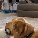 ���� ���������, �������, 52 ���� - ��������� 10 ����� 2026 � ������ ������ ��������