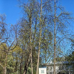 �����, �����-���������, 46 ���