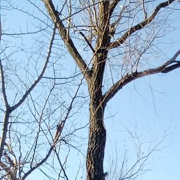 �������, ������, 50 ���