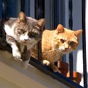 ���� ����, �����, 26 ��� - ��������� 2 ��� 2025 � ������ ���� ����������