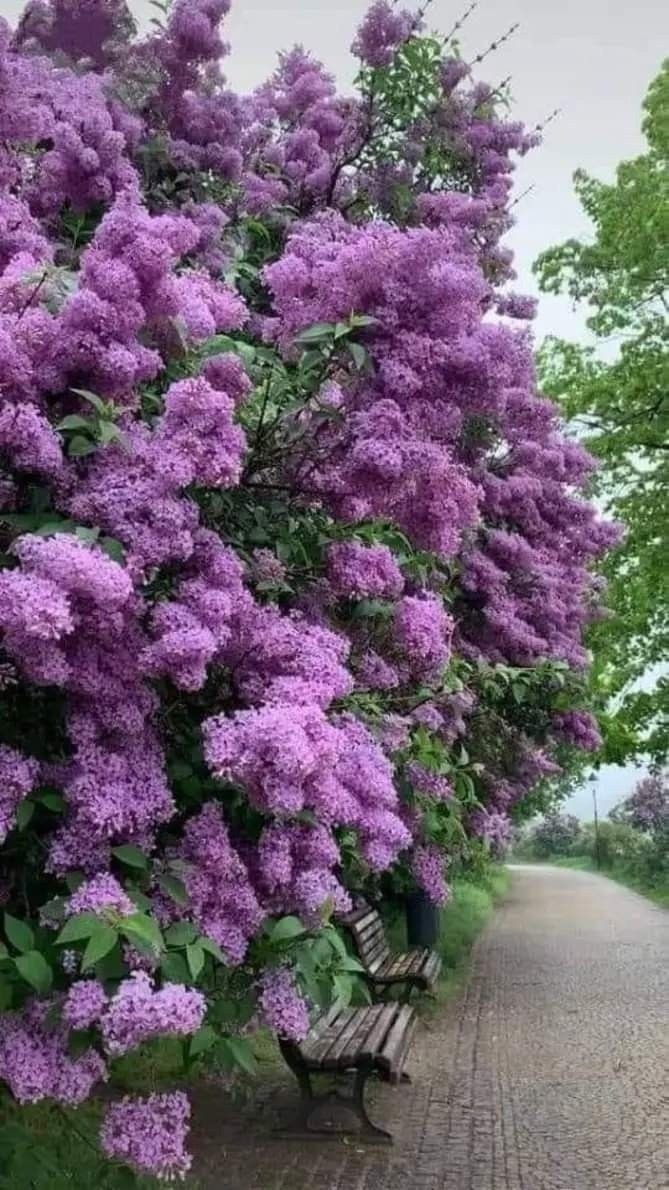 Дина Лукьяненко.И ВЗБУДОРАЖИТ НАС СИРЕНЬИ взбудоражит нас сиреньСвоим сиреневым приходом.И утопает ...