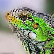 ����, 41 ���, �����������