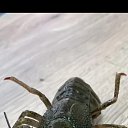 ���� ����, ������-��-����, 37 ��� - ��������� 16 ������� 2025 � ������ ���� ����������