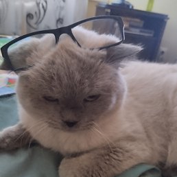 ���� ��������, ������, 55 ��� - ��������� 8 ������ 2023