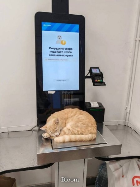 ������ ���������