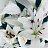 ���� ����, ������, 33 ���� - ��������� 18 ����� 2026